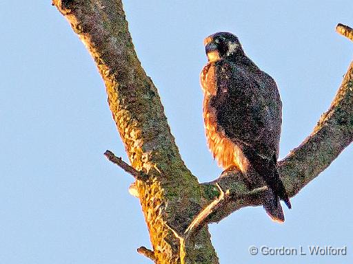 Falcon In A Tree_20160.jpg